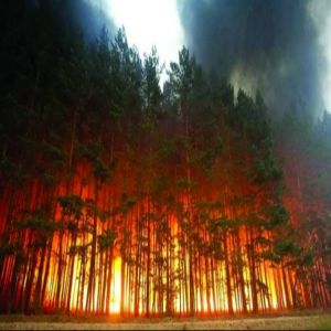 حرائق غابات تضرب 3 مقاطعات في إندونيسيا وسط موسم الأمطار