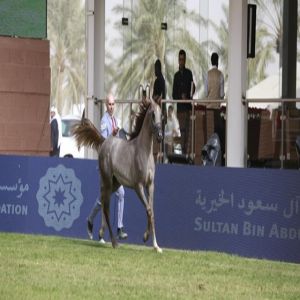 انطلاق بطولة جمال الخيل العربية في مهرجان الأمير سلطان 2026 بالرياض