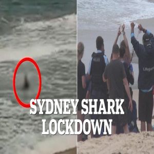 لحظات مروعة.. أسماك القرش تهاجم 3 أشخاص بينهم طفلان في سيدني