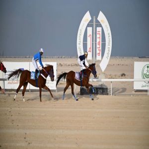 ميدان فروسية الجبيل يقيم سباقه السابع لموسم 1447هـ  على كأس صاحب السمو الملكي الأمير فيصل بن خالد بن عبدالعزيز