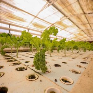 الزراعة المائية بالقصيم.. تقنيات حديثة تدعم الأمن الغذائي وتعزّز الاستدامة