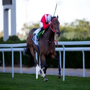 الجياد الفائزة بالسباقات المؤهلة لأمسية كأس السعودية