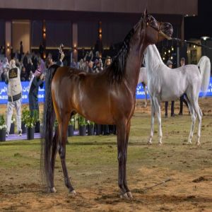 اختتام مهرجان الأمير سلطان العالمي للجواد العربي 2026 "تايتل شو" بمشاركة (359) رأسًا