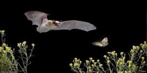 الحرب بين الخفافيش والفراش