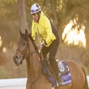 الجواد الأمريكي "ريف رنر" يدخل تحدي كأس 1351 للسرعة بثقة عالية