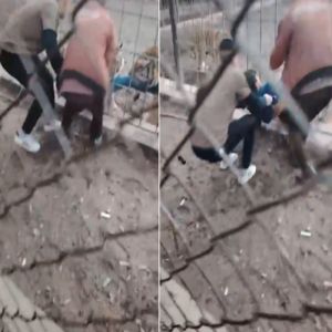 نمر يهاجم طفلاً ويسحبه من قدميه في حديقة ببغداد