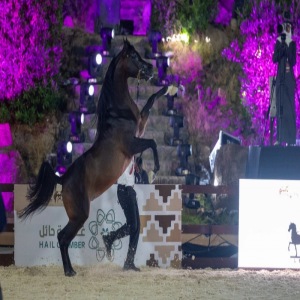 أمير القصيم يوجّه بإطلاق بطولة جمال الخيل العربية
