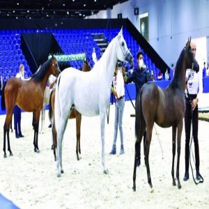 155 خيلاً في بطولة دبي الدولية للجواد العربي