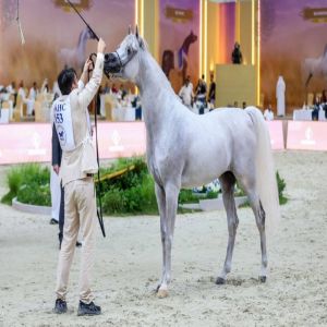 برعاية محمد بن راشد.. ختام النسخة 23 من بطولة دبي الدولية للجواد العربي