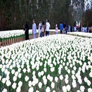 "مهرجان الزهور" وجهة سياحية تثري الإبداع وتعزّز جودة الحياة في ينبع الصناعية
