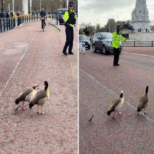 شرطة مرور توقف حركة السير لعبور البط أمام قصر باكنغهام