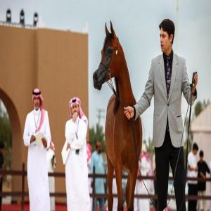 انطلاق بطولة القصيم لجمال الخيل العربية الأصيلة