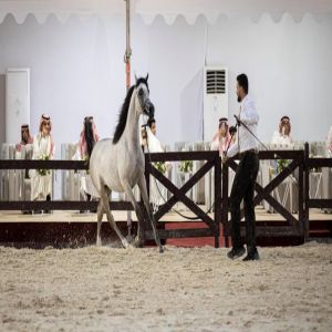 نتائج اليوم الأول لبطولة القصيم لجمال الخيل العربية الأصيلة 2026
