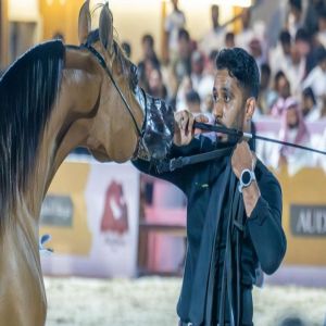الخيل العربية.. إرث متجدد وحضور متألق في بطولة القصيم