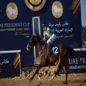 الجواد «آر بي بوي فريند» بطل كأس رئيس الدولة للخيول العربية الأصيلة في تونس