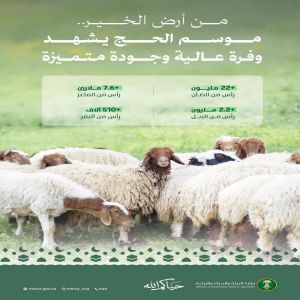 "البيئة": وفرة عالية من الأضاحي لتلبية احتياجات ضيوف الرحمن خلال موسم حج 1447هـ