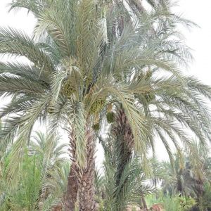 موسم "العاصف" في فرسان.. نخيلٌ يروي ذاكرة المكان ويُنعش الاقتصاد المحلي