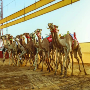 ميدان الأصايل بمحافظة العُلا يحتضن سباقات للهجن