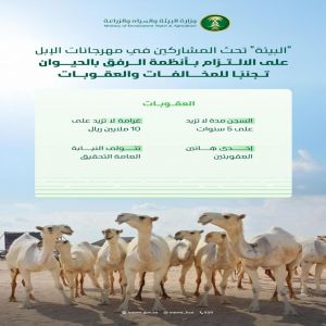"البيئة" تحث المشاركين في مهرجانات الإبل على الالتزام بأنظمة الرفق بالحيوان تجنبًا للمخالفات والعقوبات