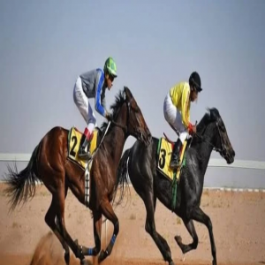 ميدان فروسية الباحة يدشن أولى سباقات الخيل