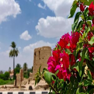 أمانة نجران تعزز المشهد الحضري بزراعة 27 ألف شجرة في الميادين والطرقات