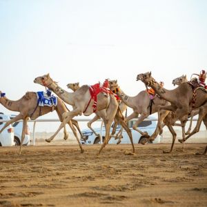 أولى كؤوس مهرجان ولي العهد للهجن تتصدر سباقات الغد بالطائف