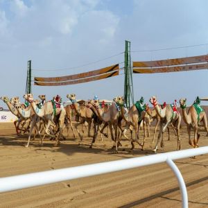 ميدان الهجن بالطائف يترقب انطلاقة “الجذاع” بـ38 شوطًا