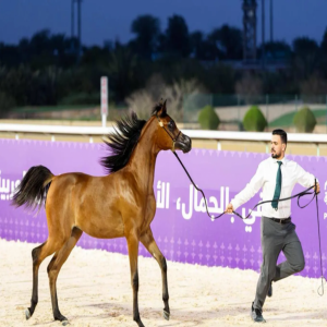 البطولة الوطنية لجمال الخيل العربية تنطلق الخميس بالرياض