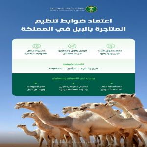"البيئة" تعتمد الضوابط التنظيمية للمتاجرة بالإبل لتطوير القطاع