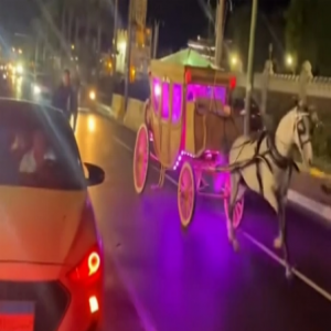 حصان يهرب بعروسين في الإسكندرية.. والزفة تنتهي بانقلاب «الحنطور»