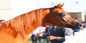 مركز الملك عبد العزيز للخيل العربية يحدد فترة التسجيل للبطولة الوطنية السادسة لجمال الخيل