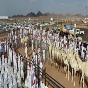 مزاد المدينة المنورة الثالث للإبل يستقطب أكثر من 110 آلاف زائر