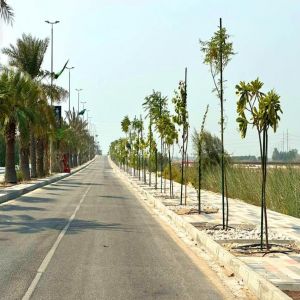 أمانة الشرقية تعزيز الغطاء النباتي في محافظة رأس تنورة