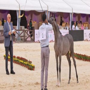 انطلاق بطولة حائل الدولية لجمال الخيل العربية الأصيلة بمشاركة أكثر من 280 جوادًا