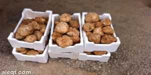 " الكمأ ".. فاكهة الصحراء في أسواق محافظة الرس