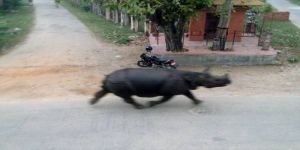 وحيد قرن يثير الذعر في شوارع نيبال
